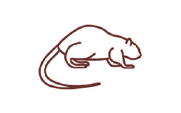 Muskrats teaser image