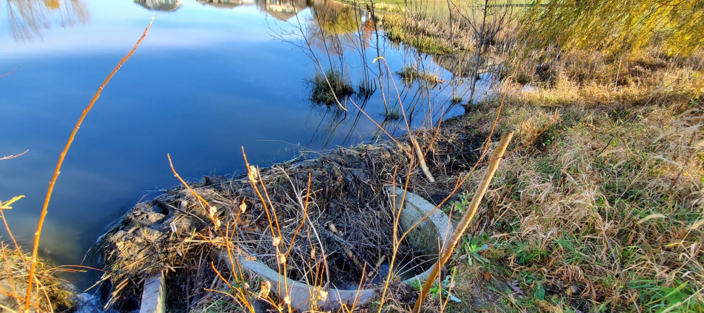 A beaver dam on the edge of a small pond.