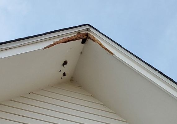 Squirrels chew into hard to reach places to lessen the likelihood of being eaten by predators such as hawks, owls and foxes. By better understanding their behavior, we provide better removal solutions.